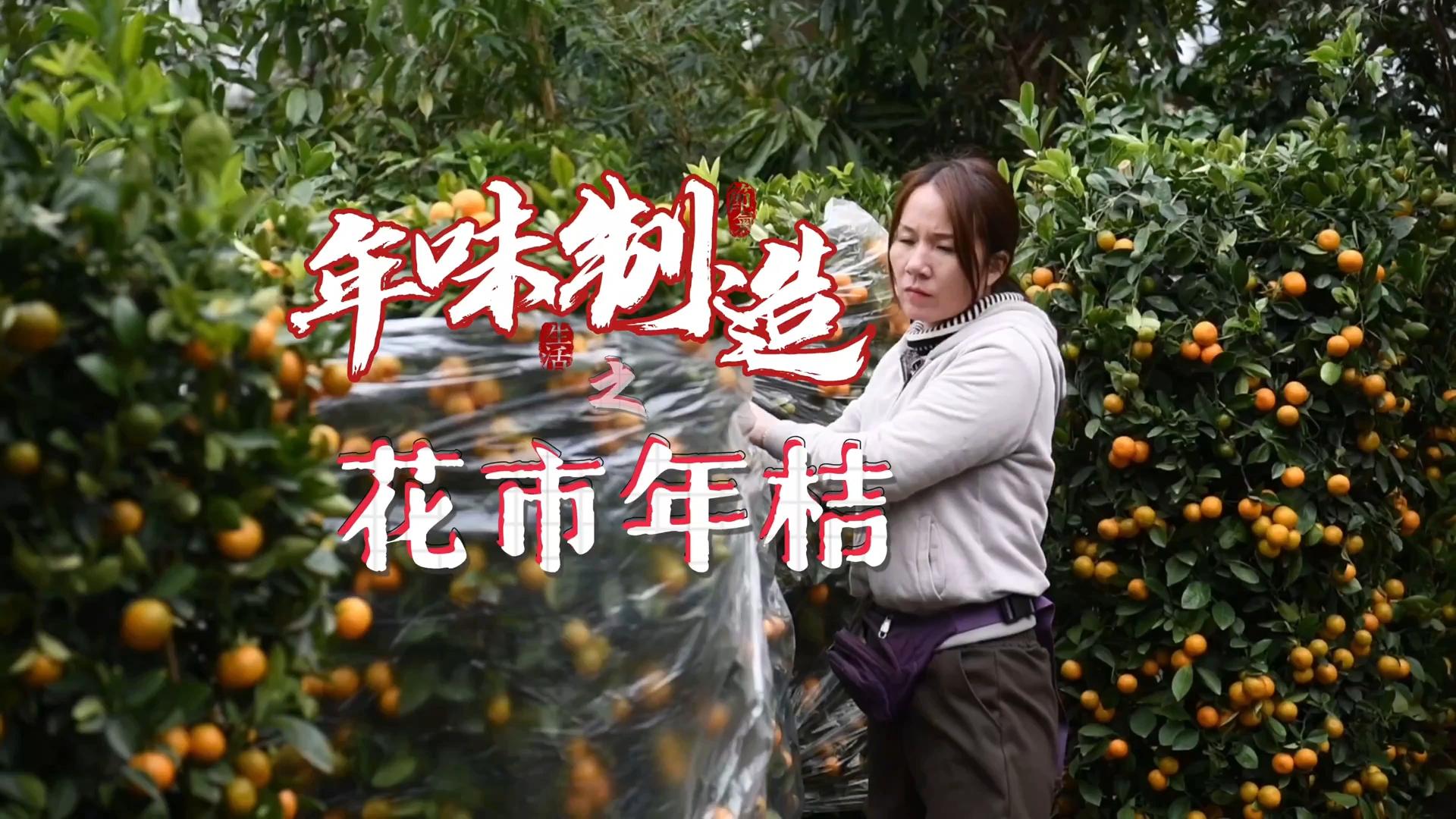 年味制造 | 北海过年的“仪式感”——摆年桔