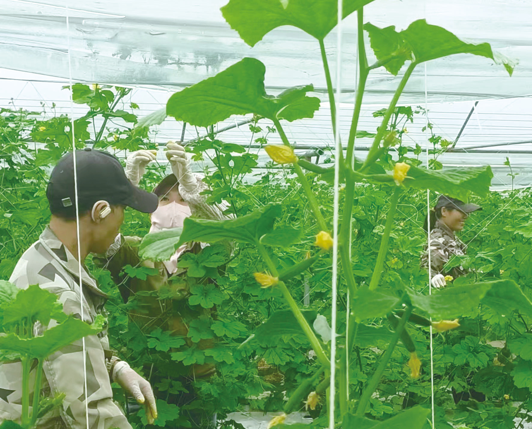 银海区大力发展智慧农业 大顶苦瓜铺就丰收致富路