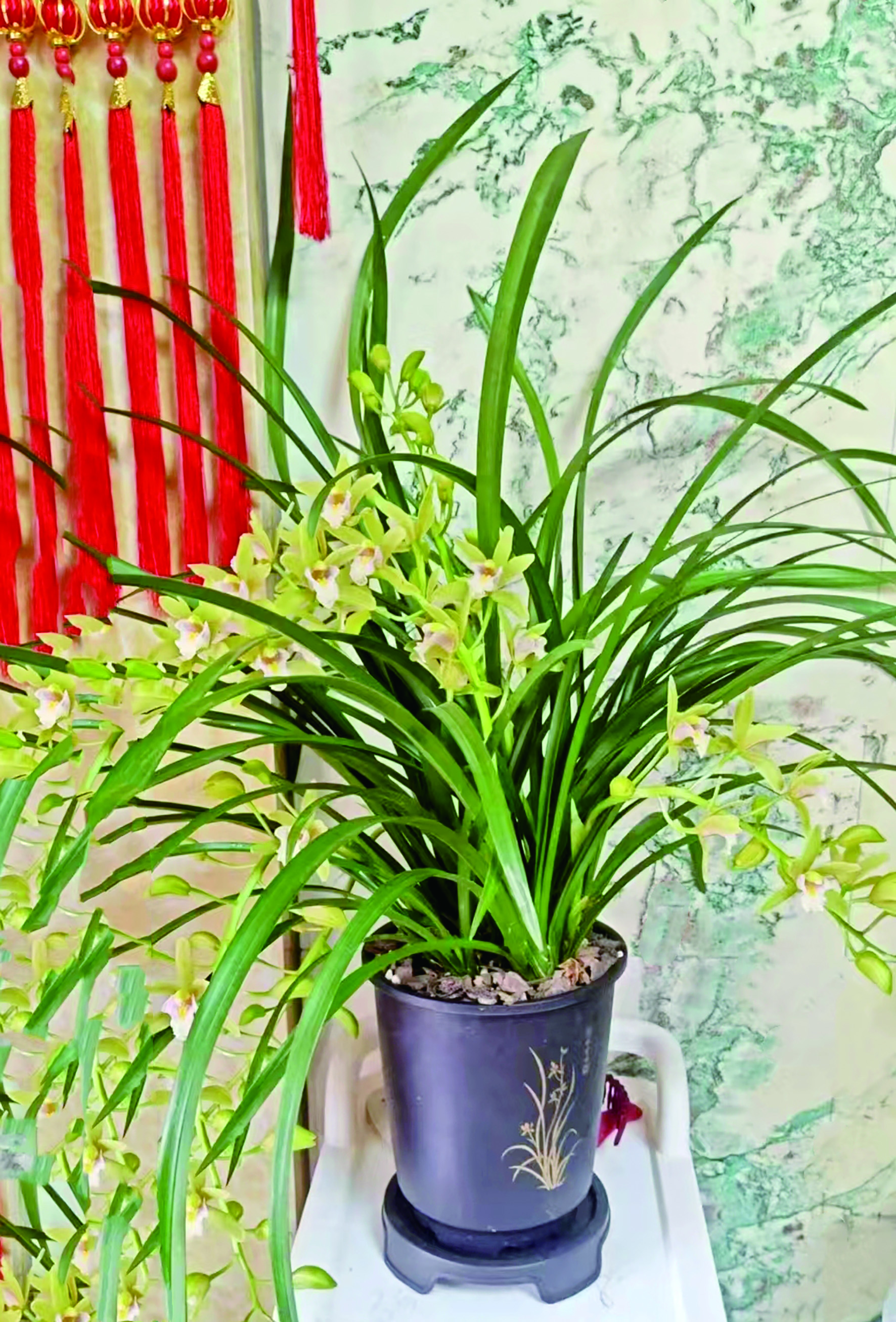 炒青菜
