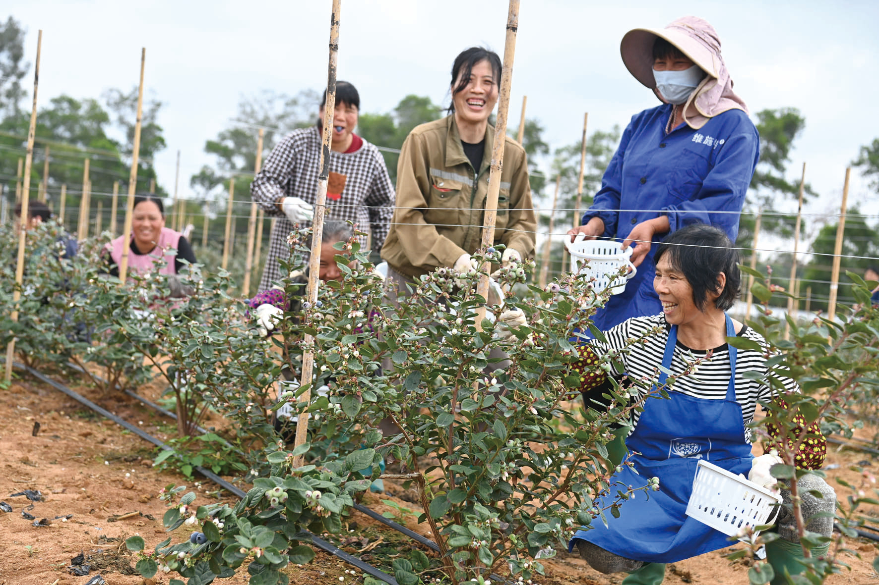 蓝莓基地开启甜蜜采摘季