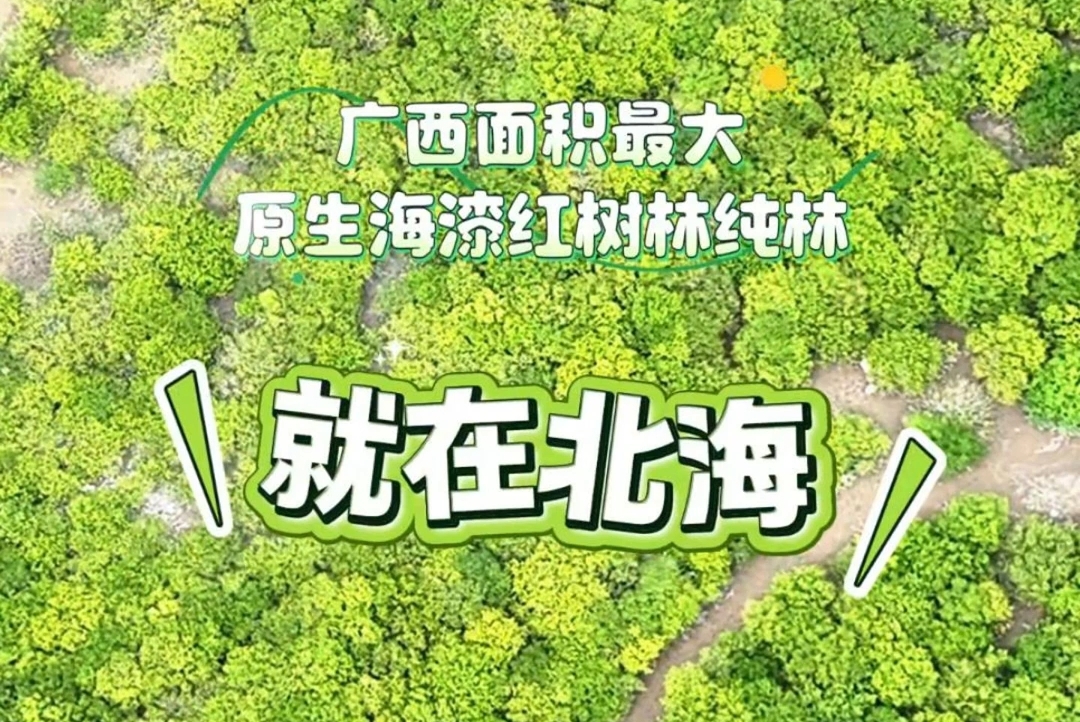 广西面积最大原生海漆红树林纯林就在北海