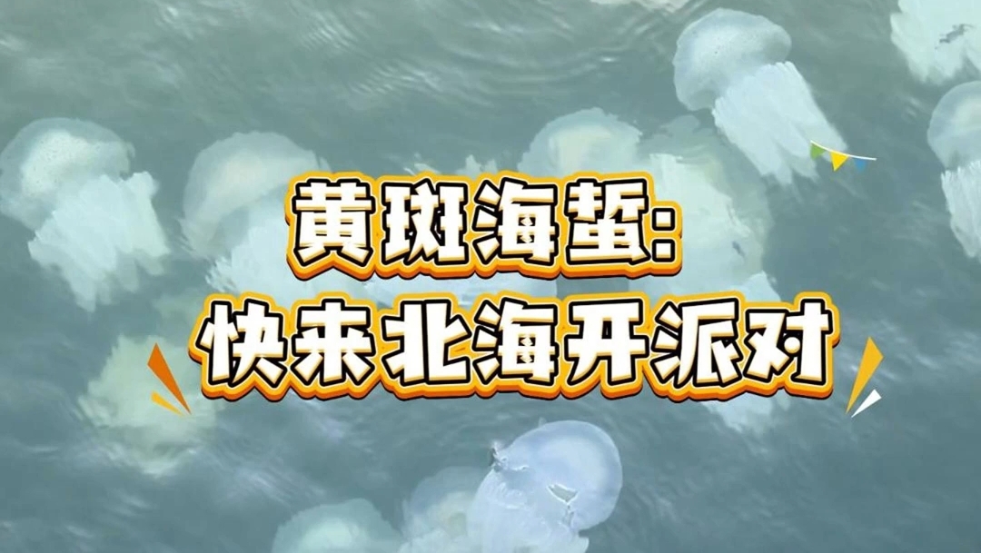 黄斑海蜇：快来北海开派对